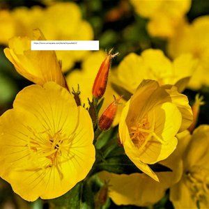 Evening Primrose Seeds - Flower Seeds - BOGO